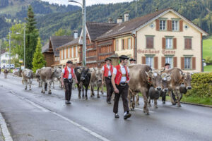Appenzell, Appenzell Ausserrohden, Autumn, Fall, Herbst, Landwirtschaft, Schweiz, Sennen, Suisse, Switzerland, Tracht, Urnäsch, Viehschau, Wirtschaft, tradition