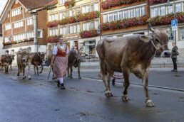 Appenzell, Appenzell Ausserrohden, Autumn, Fall, Herbst, Landwirtschaft, Schweiz, Sennen, Suisse, Switzerland, Tracht, Urnäsch, Viehschau, Wirtschaft, tradition