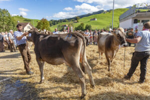 Appenzell, Appenzell Ausserrohden, Autumn, Fall, Herbst, Landwirtschaft, Schweiz, Sennen, Suisse, Switzerland, Tracht, Urnäsch, Viehschau, Wirtschaft, tradition