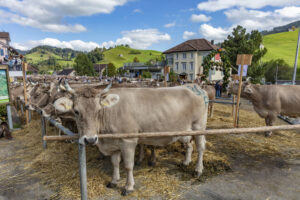 Appenzell, Appenzell Ausserrohden, Autumn, Fall, Herbst, Landwirtschaft, Schweiz, Sennen, Suisse, Switzerland, Tracht, Urnäsch, Viehschau, Wirtschaft, tradition