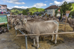 Appenzell, Appenzell Ausserrohden, Autumn, Fall, Herbst, Landwirtschaft, Schweiz, Sennen, Suisse, Switzerland, Tracht, Urnäsch, Viehschau, Wirtschaft, tradition