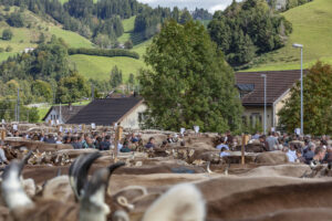 Appenzell, Appenzell Ausserrohden, Autumn, Fall, Herbst, Landwirtschaft, Schweiz, Sennen, Suisse, Switzerland, Tracht, Urnäsch, Viehschau, Wirtschaft, tradition