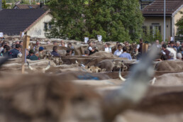 Appenzell, Appenzell Ausserrohden, Autumn, Fall, Herbst, Landwirtschaft, Schweiz, Sennen, Suisse, Switzerland, Tracht, Urnäsch, Viehschau, Wirtschaft, tradition