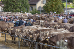 Appenzell, Appenzell Ausserrohden, Autumn, Fall, Herbst, Landwirtschaft, Schweiz, Sennen, Suisse, Switzerland, Tracht, Urnäsch, Viehschau, Wirtschaft, tradition