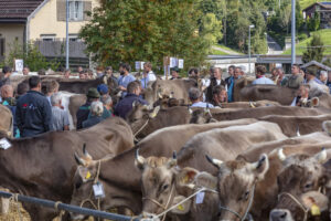 Appenzell, Appenzell Ausserrohden, Autumn, Fall, Herbst, Landwirtschaft, Schweiz, Sennen, Suisse, Switzerland, Tracht, Urnäsch, Viehschau, Wirtschaft, tradition