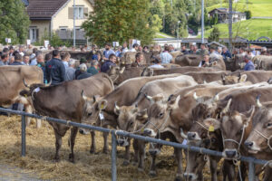 Appenzell, Appenzell Ausserrohden, Autumn, Fall, Herbst, Landwirtschaft, Schweiz, Sennen, Suisse, Switzerland, Tracht, Urnäsch, Viehschau, Wirtschaft, tradition