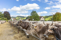 Appenzell, Appenzell Ausserrohden, Autumn, Fall, Herbst, Landwirtschaft, Schweiz, Sennen, Suisse, Switzerland, Tracht, Urnäsch, Viehschau, Wirtschaft, tradition
