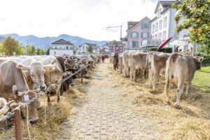 Appenzell, Appenzell Ausserrohden, Autumn, Fall, Herbst, Landwirtschaft, Schweiz, Sennen, Suisse, Switzerland, Tracht, Urnäsch, Viehschau, Wirtschaft, tradition