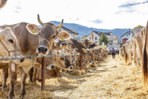Appenzell, Appenzell Ausserrohden, Autumn, Fall, Herbst, Landwirtschaft, Schweiz, Sennen, Suisse, Switzerland, Tracht, Urnäsch, Viehschau, Wirtschaft, tradition