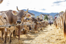 Appenzell, Appenzell Ausserrohden, Autumn, Fall, Herbst, Landwirtschaft, Schweiz, Sennen, Suisse, Switzerland, Tracht, Urnäsch, Viehschau, Wirtschaft, tradition