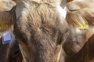 Appenzell, Appenzell Ausserrohden, Autumn, Fall, Herbst, Landwirtschaft, Schweiz, Sennen, Suisse, Switzerland, Tracht, Urnäsch, Viehschau, Wirtschaft, tradition