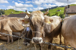 Appenzell, Appenzell Ausserrohden, Autumn, Fall, Herbst, Landwirtschaft, Schweiz, Sennen, Suisse, Switzerland, Tracht, Urnäsch, Viehschau, Wirtschaft, tradition