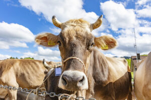 Appenzell, Appenzell Ausserrohden, Autumn, Fall, Herbst, Landwirtschaft, Schweiz, Sennen, Suisse, Switzerland, Tracht, Urnäsch, Viehschau, Wirtschaft, tradition