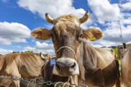 Appenzell, Appenzell Ausserrohden, Autumn, Fall, Herbst, Landwirtschaft, Schweiz, Sennen, Suisse, Switzerland, Tracht, Urnäsch, Viehschau, Wirtschaft, tradition