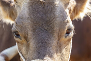 Appenzell, Appenzell Ausserrohden, Autumn, Fall, Herbst, Landwirtschaft, Schweiz, Sennen, Suisse, Switzerland, Tracht, Urnäsch, Viehschau, Wirtschaft, tradition