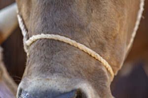 Appenzell, Appenzell Ausserrohden, Autumn, Fall, Herbst, Landwirtschaft, Schweiz, Sennen, Suisse, Switzerland, Tracht, Urnäsch, Viehschau, Wirtschaft, tradition
