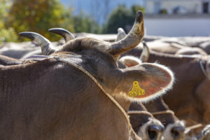 Appenzell, Appenzell Ausserrohden, Autumn, Fall, Herbst, Landwirtschaft, Schweiz, Sennen, Suisse, Switzerland, Tracht, Urnäsch, Viehschau, Wirtschaft, tradition