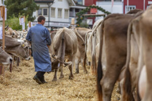 Appenzell, Appenzell Ausserrohden, Autumn, Fall, Herbst, Landwirtschaft, Schweiz, Sennen, Suisse, Switzerland, Tracht, Urnäsch, Viehschau, Wirtschaft, tradition