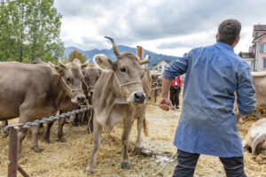 Appenzell, Appenzell Ausserrohden, Autumn, Fall, Herbst, Landwirtschaft, Schweiz, Sennen, Suisse, Switzerland, Tracht, Urnäsch, Viehschau, Wirtschaft, tradition