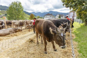 Appenzell, Appenzell Ausserrohden, Autumn, Fall, Herbst, Landwirtschaft, Schweiz, Sennen, Suisse, Switzerland, Tracht, Urnäsch, Viehschau, Wirtschaft, tradition