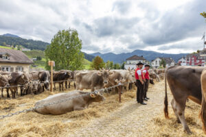 Appenzell, Appenzell Ausserrohden, Autumn, Fall, Herbst, Landwirtschaft, Schweiz, Sennen, Suisse, Switzerland, Tracht, Urnäsch, Viehschau, Wirtschaft, tradition