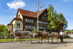 Appenzell, Appenzell Ausserrohden, Autumn, Fall, Herbst, Landwirtschaft, Schweiz, Sennen, Suisse, Switzerland, Tracht, Urnäsch, Viehschau, Wirtschaft, tradition