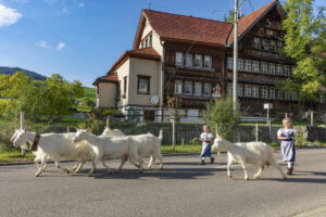 Appenzell, Appenzell Ausserrohden, Autumn, Fall, Herbst, Landwirtschaft, Schweiz, Sennen, Suisse, Switzerland, Tracht, Urnäsch, Viehschau, Wirtschaft, tradition