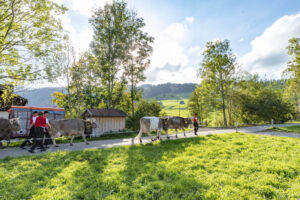 Appenzell, Appenzell Ausserrohden, Autumn, Fall, Herbst, Landwirtschaft, Schweiz, Sennen, Suisse, Switzerland, Tracht, Urnäsch, Viehschau, Wirtschaft, tradition