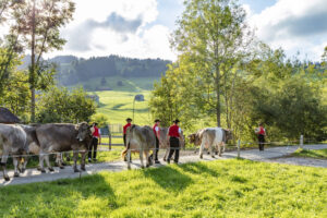 Appenzell, Appenzell Ausserrohden, Autumn, Fall, Herbst, Landwirtschaft, Schweiz, Sennen, Suisse, Switzerland, Tracht, Urnäsch, Viehschau, Wirtschaft, tradition