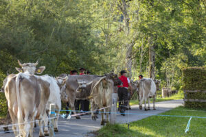 Appenzell, Appenzell Ausserrohden, Autumn, Fall, Herbst, Landwirtschaft, Schweiz, Sennen, Suisse, Switzerland, Tracht, Urnäsch, Viehschau, Wirtschaft, tradition