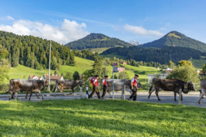 Appenzell, Appenzell Ausserrohden, Autumn, Fall, Herbst, Landwirtschaft, Schweiz, Sennen, Suisse, Switzerland, Tracht, Urnäsch, Viehschau, Wirtschaft, tradition