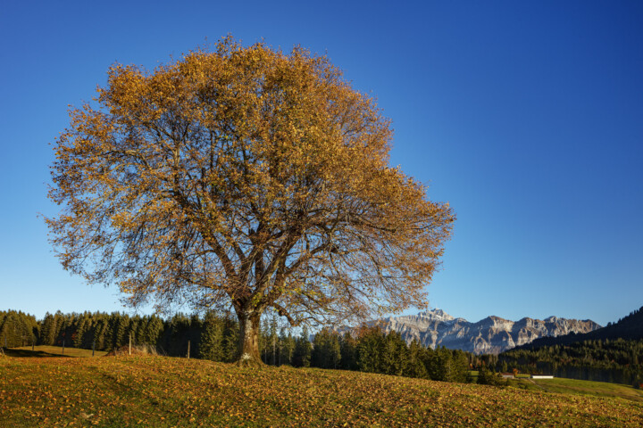 Abend, Appenzell, Appenzell Ausserrohden, Appenzeller Hinterland, Autumn, Baum, Fall, Herbst, Ostschweiz, Säntis