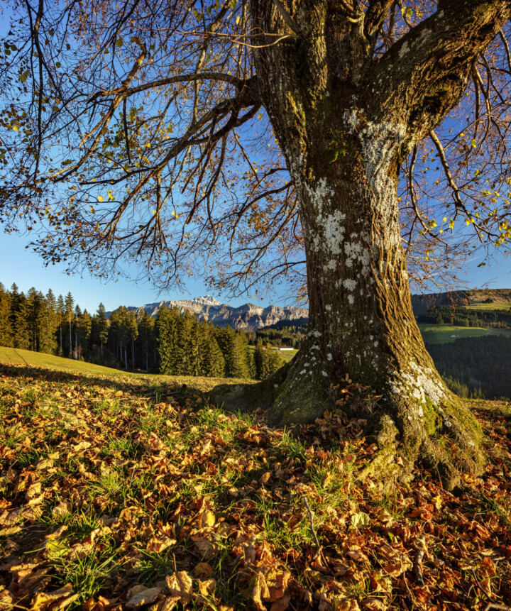 Abend, Appenzell, Appenzell Ausserrohden, Appenzeller Hinterland, Autumn, Baum, Fall, Herbst, Ostschweiz, Säntis