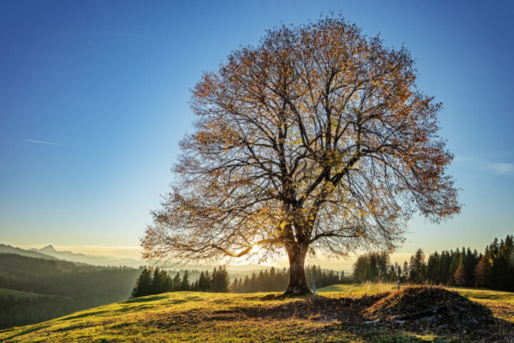 Abend, Appenzell, Appenzell Ausserrohden, Appenzeller Hinterland, Autumn, Baum, Fall, Herbst, Ostschweiz