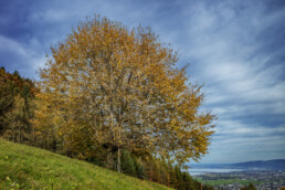 Appenzeller Vorderland, Autumn, Baum, Fall, Herbst, Ostschweiz, Schweiz, Suisse, Switzerland, Walzenhausen
