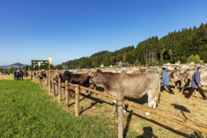 Appenzell, Appenzell Ausserrohden, Appenzeller Vorderland, Autumn, Brauchtum, Fall, Herbst, Ostschweiz, Rehetobel, Schweiz, Sennen, Suisse, Switzerland, Tracht, Viehschau, Wald, Wald AR, tradition