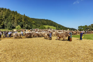 Appenzell, Appenzell Ausserrohden, Appenzeller Vorderland, Autumn, Brauchtum, Fall, Herbst, Ostschweiz, Rehetobel, Schweiz, Sennen, Suisse, Switzerland, Tracht, Viehschau, Wald, Wald AR, tradition
