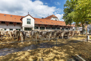 Appenzell, Appenzell Ausserrohden, Appenzeller Hinterland, Autumn, Brauchtum, Fall, Herbst, Herisau, Kühe, Landwirtschaft, Ostschweiz, Schweiz, Suisse, Switzerland, Viehschau, Wirtschaft