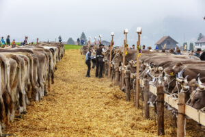 Appenzell, Appenzell Ausserrohden, Autumn, Fall, Herbst, Hundwil, Landwirtschaft, Schweiz, Sennen, Suisse, Switzerland, Tracht, Viehschau, Wirtschaft, tradition