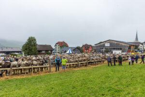 Appenzell, Appenzell Ausserrohden, Autumn, Fall, Herbst, Hundwil, Landwirtschaft, Schweiz, Sennen, Suisse, Switzerland, Tracht, Viehschau, Wirtschaft, tradition