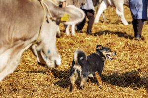 Appenzell, Appenzell Ausserrohden, Schweiz, Schwellbrunn, Sennen, Suisse, Switzerland, Tracht, Viehschau, tradition
