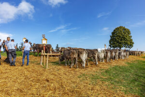Appenzell, Appenzell Ausserrohden, Schweiz, Schwellbrunn, Sennen, Suisse, Switzerland, Tracht, Viehschau, tradition