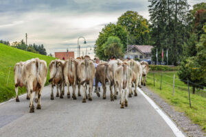 Appenzell, Appenzell Ausserrohden, Schweiz, Schwellbrunn, Sennen, Suisse, Switzerland, Tracht, Viehschau, tradition