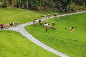 Appenzell, Appenzell Ausserrohden, Schweiz, Schwellbrunn, Sennen, Suisse, Switzerland, Tracht, Viehschau, tradition