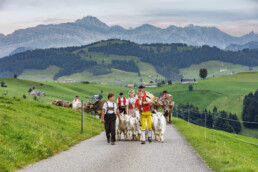 Appenzell, Appenzell Ausserrohden, Schweiz, Schwellbrunn, Sennen, Suisse, Switzerland, Säntis, Tracht, Viehschau, tradition