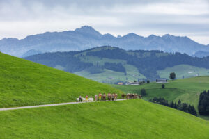 Appenzell, Appenzell Ausserrohden, Schweiz, Schwellbrunn, Sennen, Suisse, Switzerland, Säntis, Tracht, Viehschau, tradition