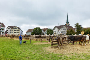 Appenzell, Appenzell Ausserrohden, Ostschweiz, Schweiz, Stein, Suisse, Switzerland, Viehschau