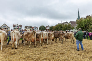 Appenzell, Appenzell Ausserrohden, Ostschweiz, Schweiz, Stein, Suisse, Switzerland, Viehschau