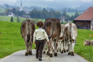 Appenzell, Appenzell Ausserrohden, Ostschweiz, Schweiz, Stein, Suisse, Switzerland, Viehschau