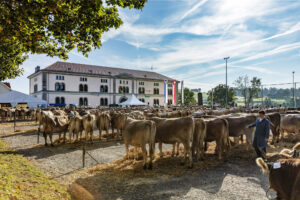Appenzell, Appenzell Ausserrohden, Autumn, Brauchtum, Fall, Herbst, Kühe, Ostschweiz, Schweiz, Suisse, Switzerland, Teufen, Viehschau
